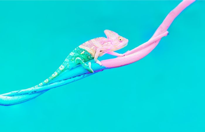 Caméléon