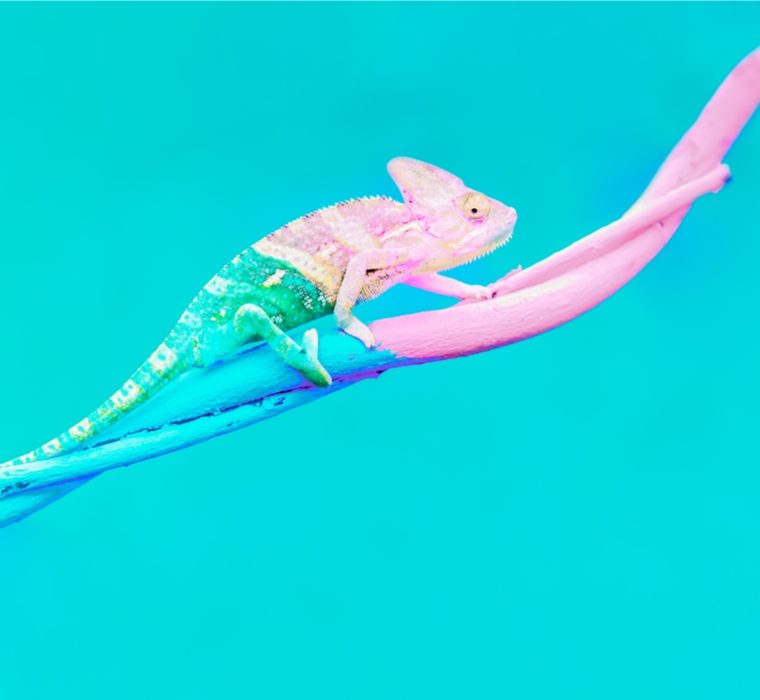 Caméléon