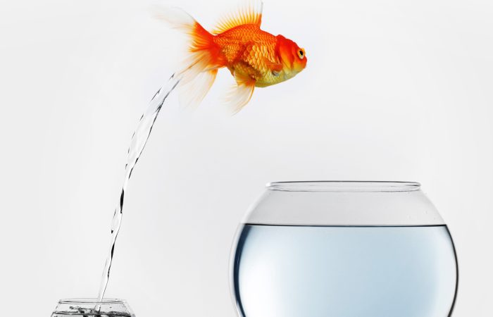 Poisson rouge change d'aquarium