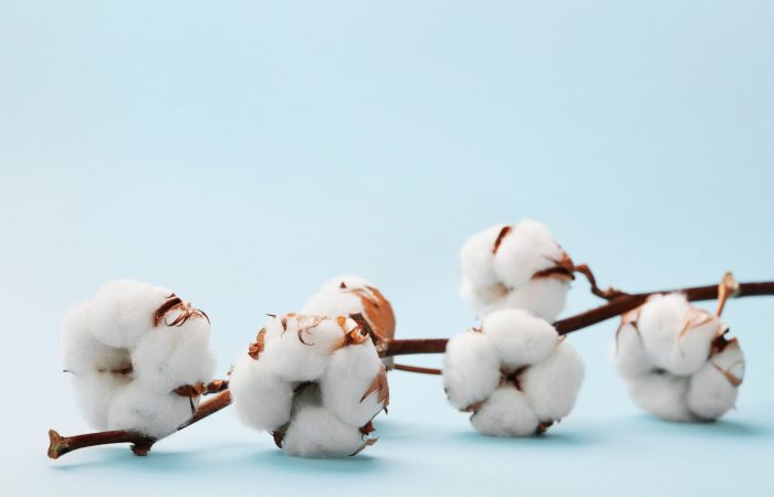 Fleurs de coton