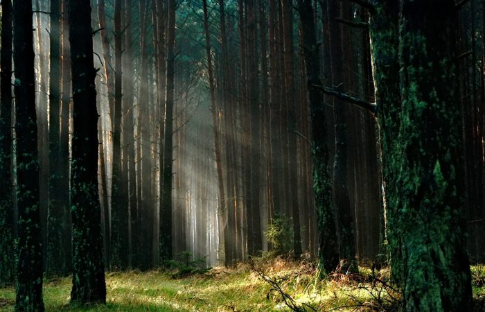 arbre foret