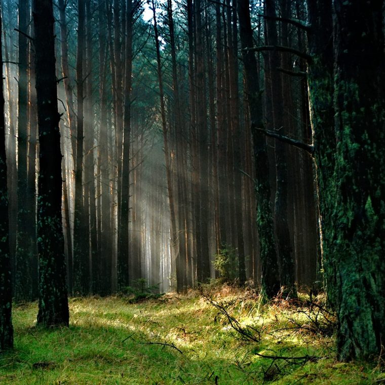 arbre foret
